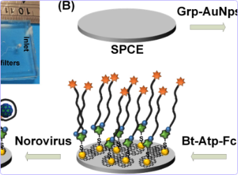 Biosensor Detects Norovirus on the Spot, in One Hour