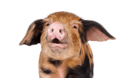 Pig Emotion Recognition with a Deep Neural Network