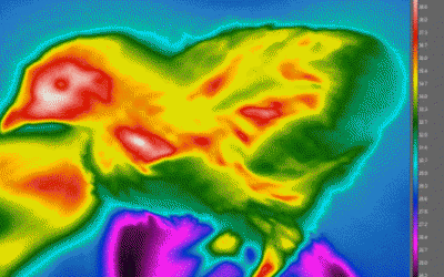 Precision Poultry Systems – Stress & Disease Detection via Sound