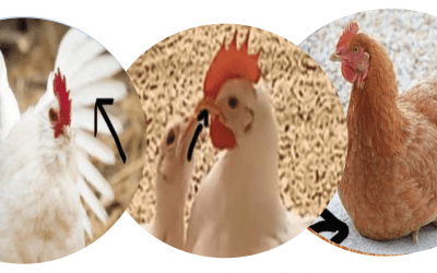 What’s the Best Chicken Coop Light? – Digital Solutions